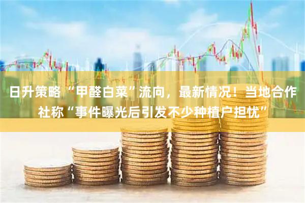 日升策略 “甲醛白菜”流向，最新情况！当地合作社称“事件曝光后引发不少种植户担忧”